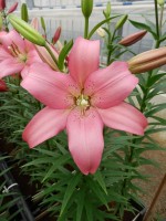 [5056 Merlet No01.JPG]